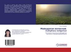 Bookcover of Майкараган волжский (Calophaca wolgarica)