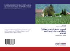 Copertina di Yellow rust virulences and resistance in candidate wheat