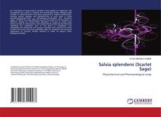 Обложка Salvia splendens (Scarlet Sage)