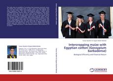 Bookcover of Intercropping maize with Egyptian cotton (Gossypium barbadense)