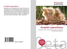 Accipiter superciliosus的封面