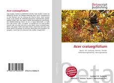 Copertina di Acer crataegifolium