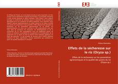 Buchcover von Effets de la sécheresse sur le riz (Oryza sp.)