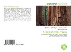 Обложка Sequoia Sempervirens