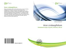 Copertina di Acer crataegifolium