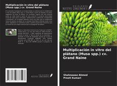 Buchcover von Multiplicación in vitro del plátano (Musa spp.) cv. Grand Naine