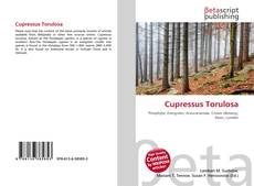 Copertina di Cupressus Torulosa