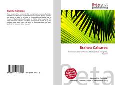 Copertina di Brahea Calcarea