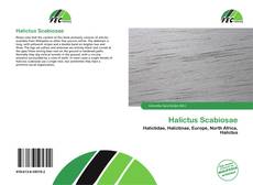 Обложка Halictus Scabiosae