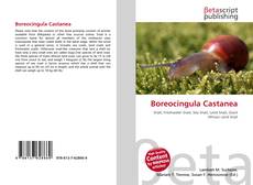 Buchcover von Boreocingula Castanea