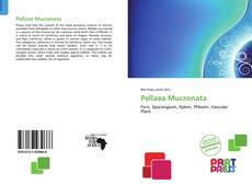 Bookcover of Pellaea Mucronata