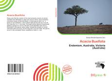 Обложка Acacia Buxifolia