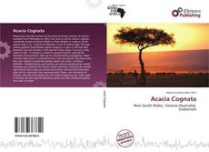 Borítókép a  Acacia Cognata - hoz
