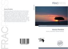 Acacia Pendula的封面