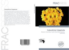 Bookcover of Calandrinia Calyptrata