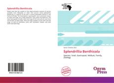 Splendrillia Benthicola kitap kapağı