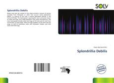 Splendrillia Debilis kitap kapağı