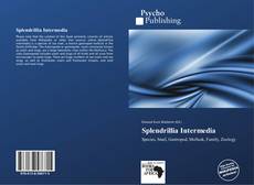 Buchcover von Splendrillia Intermedia