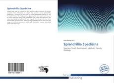 Splendrillia Spadicina kitap kapağı