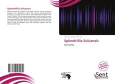 Couverture de Splendrillia Suluensis