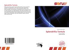 Splendrillia Tantula的封面