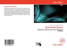 Copertina di Splendrillia Wayae