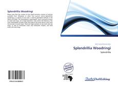 Splendrillia Woodringi kitap kapağı