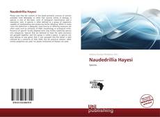 Naudedrillia Hayesi kitap kapağı