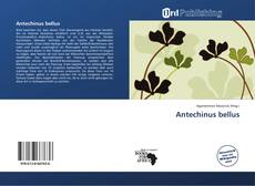 Portada del libro de Antechinus bellus