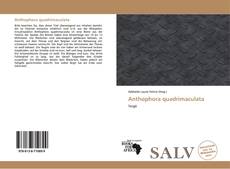 Bookcover of Anthophora quadrimaculata