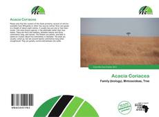 Borítókép a  Acacia Coriacea - hoz