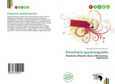 Copertina di Eleocharis quadrangulata