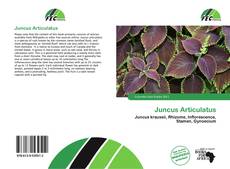Juncus Articulatus的封面