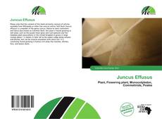 Juncus Effusus的封面