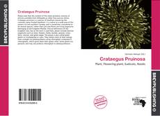 Buchcover von Crataegus Pruinosa