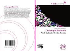 Capa do livro de Crataegus Scabrida 