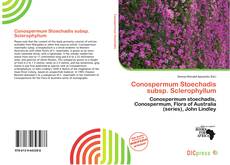 Copertina di Conospermum Stoechadis subsp. Sclerophyllum