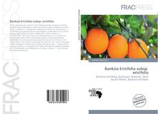 Copertina di Banksia Ericifolia subsp. ericifolia