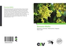 Bookcover of Boronia Mollis