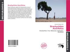 Buchcover von Brachychiton Acerifolius