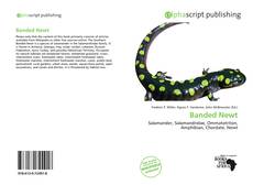 Banded Newt的封面