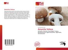 Amanita Velosa的封面