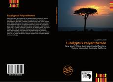 Copertina di Eucalyptus Polyanthemos