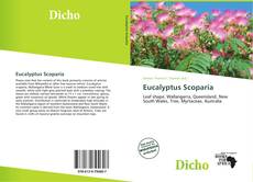 Capa do livro de Eucalyptus Scoparia 