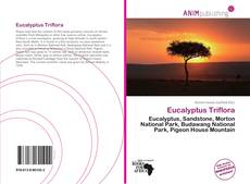 Eucalyptus Triflora kitap kapağı