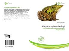 Calyptocephalella Gayi的封面