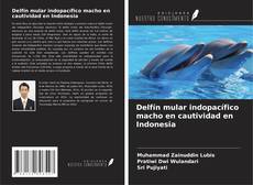 Copertina di Delfín mular indopacífico macho en cautividad en Indonesia