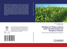 Copertina di Studies on Tissue culture and Transformation of Sorghum bicolor