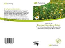 Copertina di Brachychiton Acerifolius