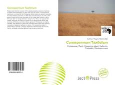 Copertina di Conospermum Taxifolium